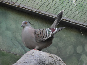 Смотреть фото Хохлатый бронзовокрылый голубь Фото Хохлатый бронзовокрылый голубь