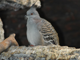 Смотреть фото Хохлатый бронзовокрылый голубь Фото Хохлатый бронзовокрылый голубь