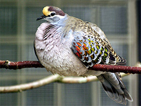 Смотреть фото Бронзовокрылый голубь-фапс Фото Бронзовокрылый голубь-фапс