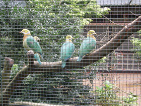 Смотреть фото Розовопятнистый пёстрый голубь Фото Розовопятнистый пёстрый голубь