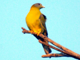 Фото Желтоногий зелёный голубь