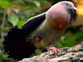 Смотреть фото Розовошейный зеленый голубь Фото Розовошейный зеленый голубь