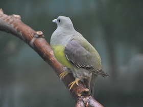 Смотреть фото Желтобрюхий плодовый голубь Фото Желтобрюхий плодовый голубь