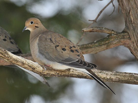 Смотреть фото Плачущая горлица Фото Плачущая горлица