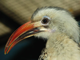 Красноклювый ток Красноклювый ток