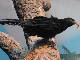 Смотреть фото Большая шпорцевая кукушка Фото Большая шпорцевая кукушка