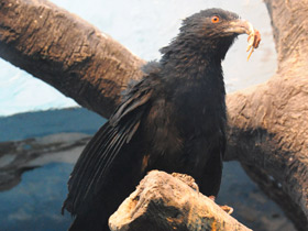 Смотреть фото Большая шпорцевая кукушка Фото Большая шпорцевая кукушка