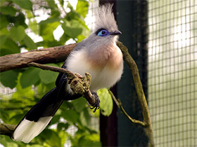 Фото Хохлатая мадагаскарская кукушка