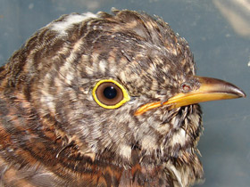 Смотреть фото Обыкновенная кукушка Фото Обыкновенная кукушка