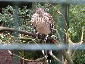 Смотреть фото Кукушка-подорожник Фото Кукушка-подорожник