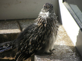 Смотреть фото Кукушка-подорожник Фото Кукушка-подорожник