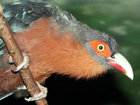 Смотреть фото Каштановогрудая кустарниковая кукушка Фото Каштановогрудая кустарниковая кукушка