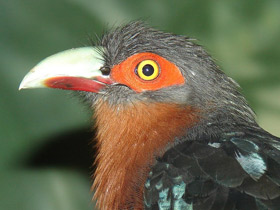 Смотреть фото Каштановогрудая кустарниковая кукушка Фото Каштановогрудая кустарниковая кукушка