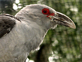 Смотреть фото Исполинская кукушка Фото Исполинская кукушка