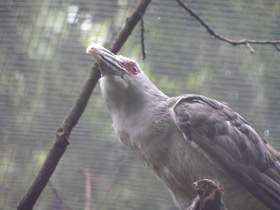 Смотреть фото Исполинская кукушка Фото Исполинская кукушка