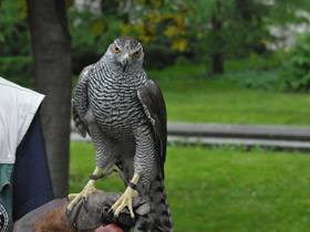 Фото Ястреб-тетеревятник