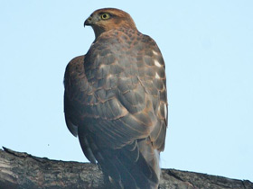 Смотреть фото Ястреб-перепелятник Фото Ястреб-перепелятник