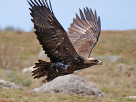 Смотреть фото Степной орёл Фото Степной орёл