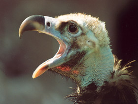 Черный гриф Черный гриф