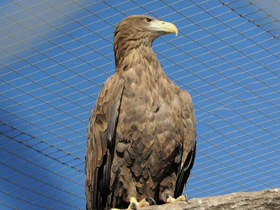 Смотреть фото Беркут Фото Беркут