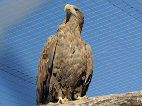 Смотреть фото Беркут Фото Беркут