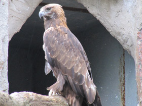 Смотреть фото Беркут Фото Беркут