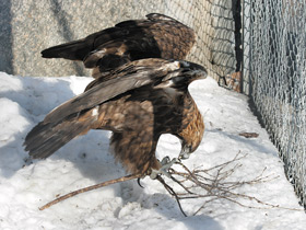 Смотреть фото Беркут Фото Беркут