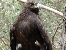 Смотреть фото Большой подорлик Фото Большой подорлик