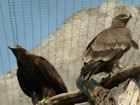 Смотреть фото Каменный орел Фото Каменный орел