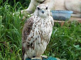 Фото Балобан