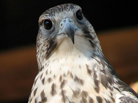 Фото Балобан