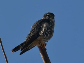 Смотреть фото Дербник Фото Дербник