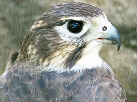 Фото Мексиканский сокол