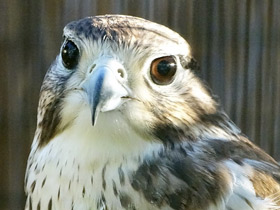 Фото Мексиканский сокол