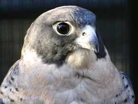 Фото Сапсан