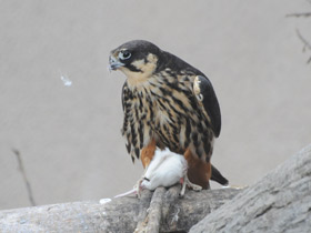 Фото Чеглок