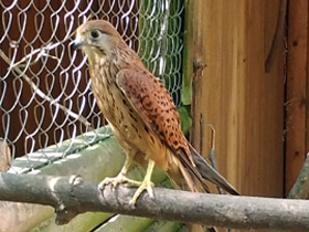 Фото Обыкновенная пустельга