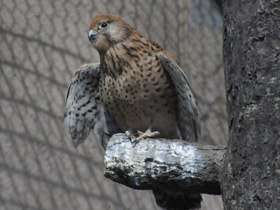 Фото Обыкновенная пустельга