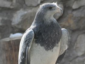 Смотреть фото Агуйа Фото Агуйа