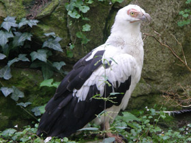 Смотреть фото Пальмовый гриф Фото Пальмовый гриф