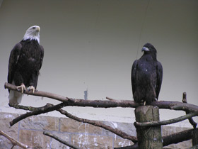 Фото Белоголовый орлан