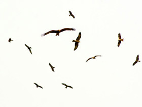 Смотреть фото Черный коршун Фото Черный коршун