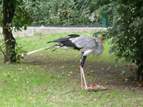 Фото Птица-секретарь