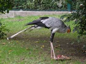 Фото Птица-секретарь