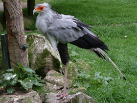 Фото Птица-секретарь