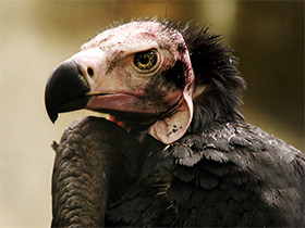 Смотреть фото Ушастый индийский гриф Фото Ушастый индийский гриф