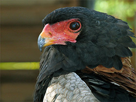 Фото Орёл-скоморох