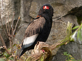 Фото Орёл-скоморох