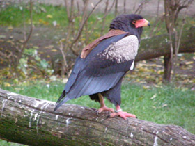 Фото Орёл-скоморох