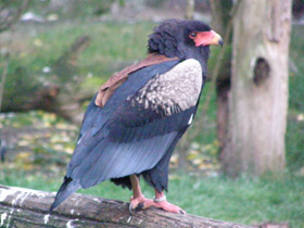 Фото Орёл-скоморох